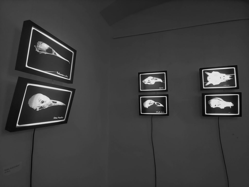 four original photography works made by Gintas Kavoliūnas. Special technique using light and x-ray negative.